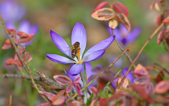 蜜蜂養殖成本和利潤