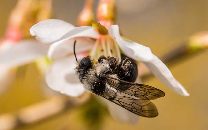 蜜蜂養殖成本和利潤