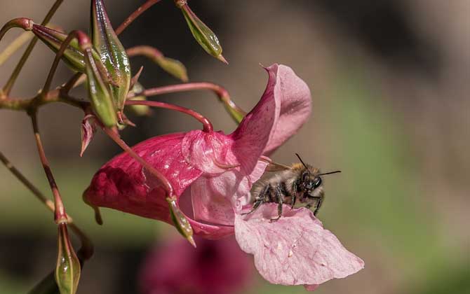 蜜蜂消失