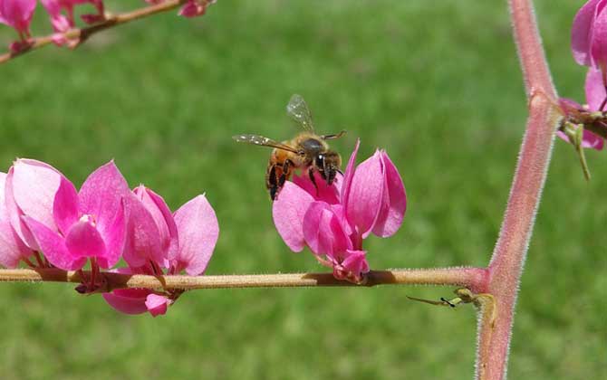 蜜蜂