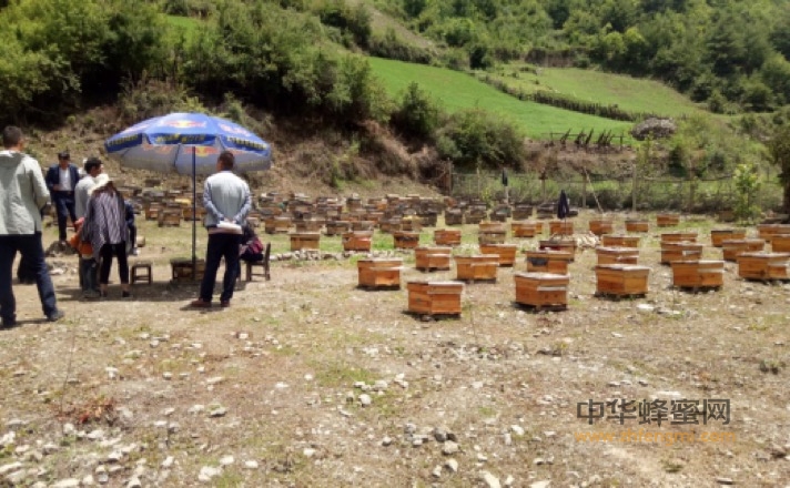 扶貧路上與蜂為伴—中國養蜂學會審查舟曲縣創建“全國中華蜜蜂之鄉”工作