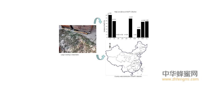蜜蜂 農(nóng)科院 蜜蜂所 病蟲(chóng)害 蜂群
