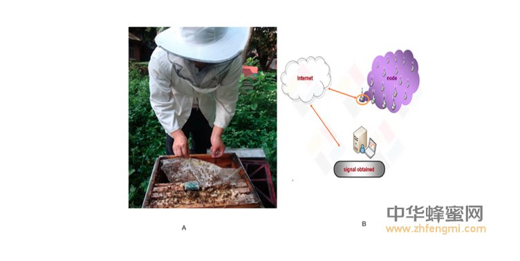 蜜蜂 農(nóng)科院 蜜蜂所 病蟲(chóng)害 蜂群