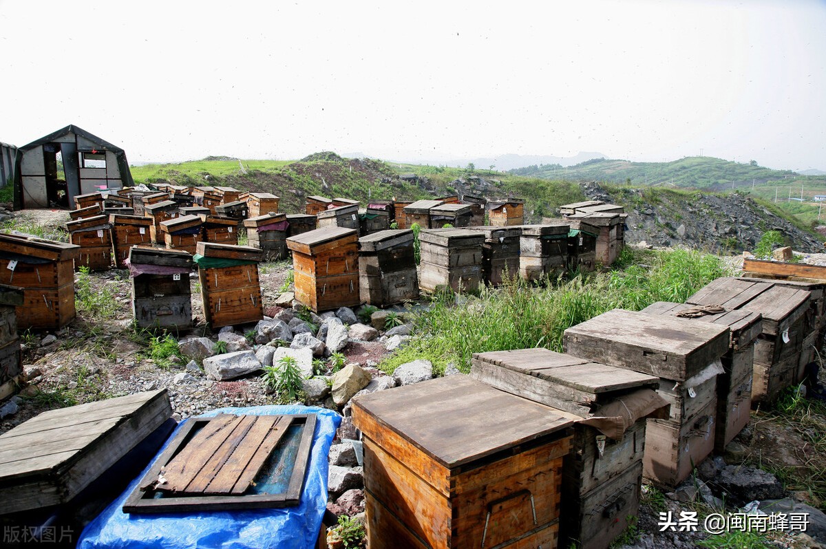 蜜蜂養(yǎng)殖并不難，學(xué)會控蜂、發(fā)展、取蜂蜜，學(xué)徒也能變師傅