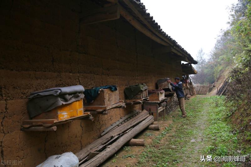 蜜蜂養(yǎng)殖并不難，學(xué)會控蜂、發(fā)展、取蜂蜜，學(xué)徒也能變師傅