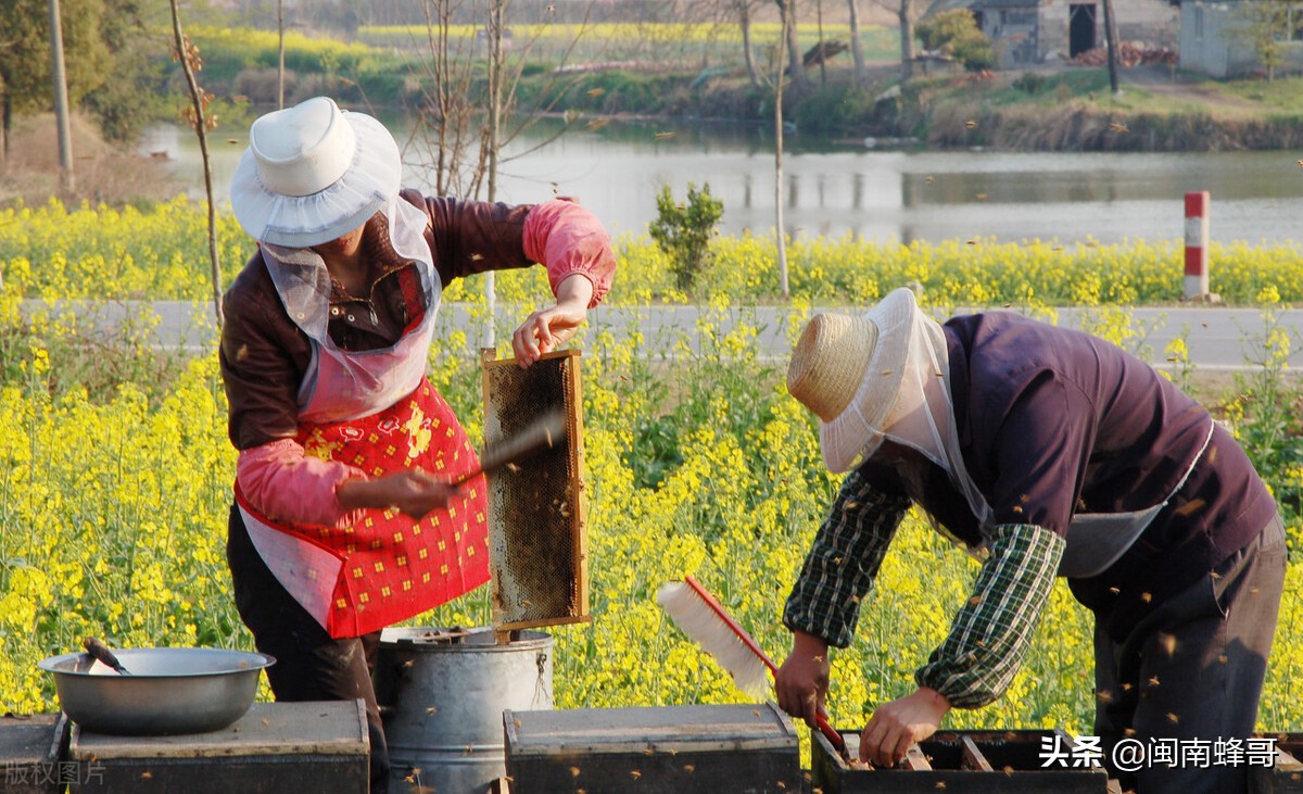 蜜蜂養(yǎng)殖并不難，學(xué)會控蜂、發(fā)展、取蜂蜜，學(xué)徒也能變師傅