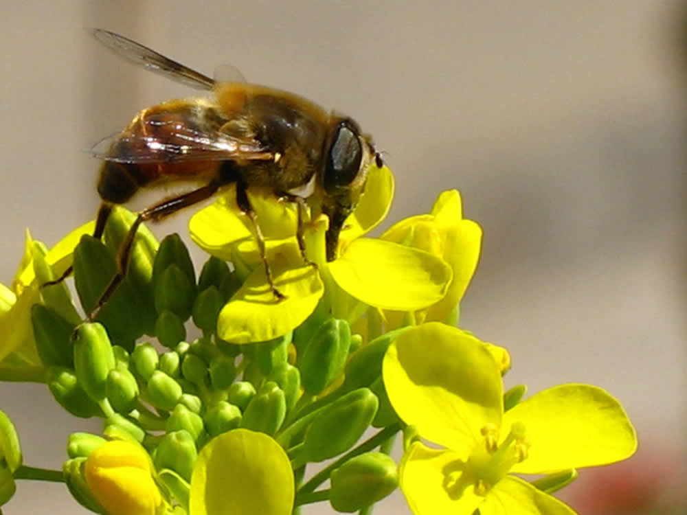 蜜蜂養殖成本高嗎？