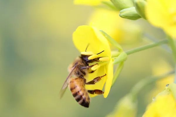 蜜蜂常見疾病防治方法（附帶七種常見蜜蜂疾病）