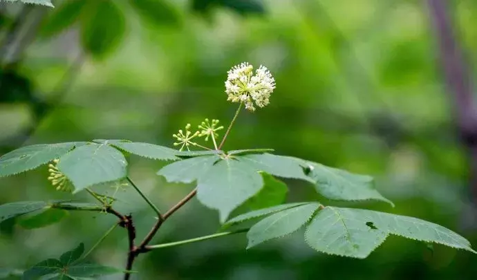 東北蜂蜜品種有哪些（東北蜂蜜種類介紹）