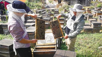 一個山區中蜂場最多養多少箱中蜂（想要養殖1000箱蜜蜂，需要注意哪些問題）