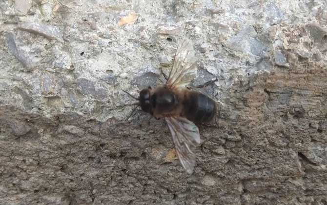 第一只蜜蜂是蜂王還是普通雌蜂（蜂王、雄蜂和工蜂分別是什么蜂）