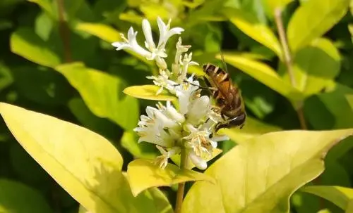 蜂王、工蜂、雄蜂的區別(蜂王跟蜜蜂有什么區別）