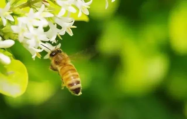 養蜂人一年能賺多少錢？