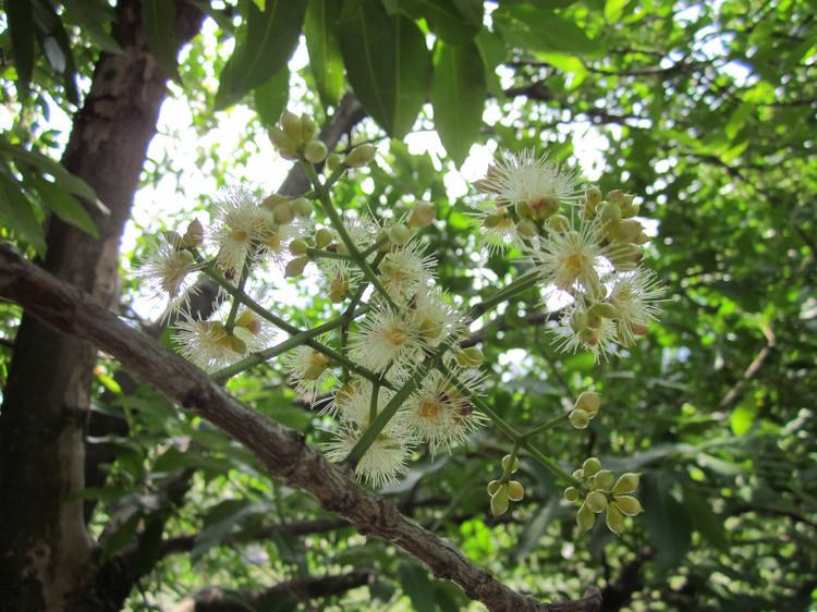 養蜂人一年能賺多少錢？