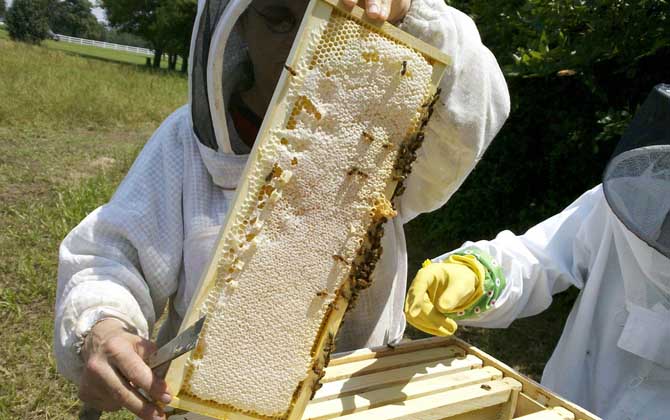 養蜂場多大規模才能領補償款（2020年養蜂有補貼嗎）