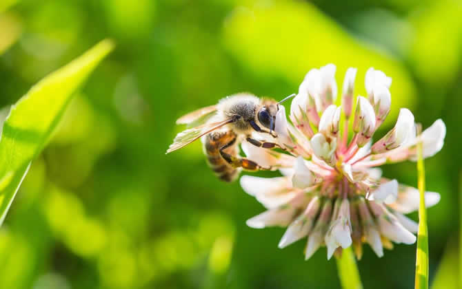 養一箱蜜蜂要多少成本