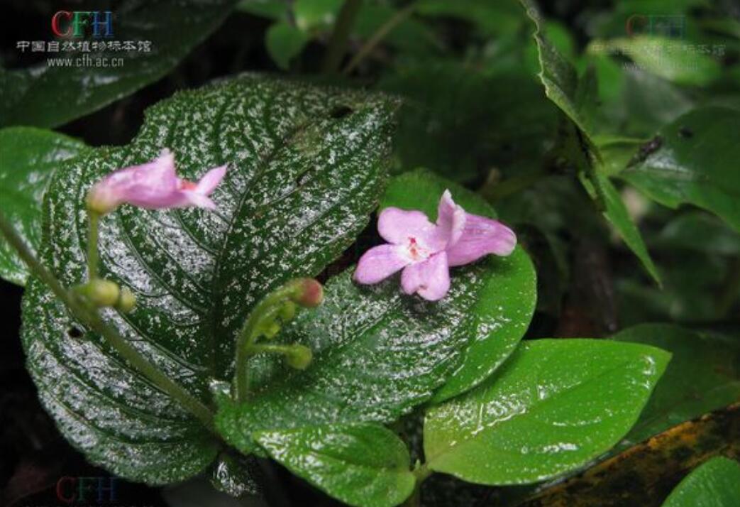 消失100多年！云南發現極危物種異葉苣苔，野生華南虎會出現嗎？