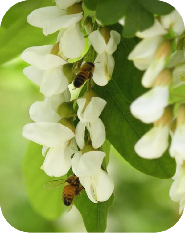 有哪些蜂蜜是最常見的（常見的17種蜂蜜介紹）