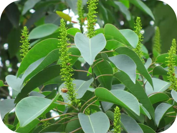 有哪些蜂蜜是最常見的（常見的17種蜂蜜介紹）