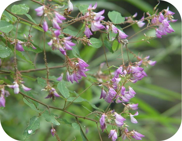 有哪些蜂蜜是最常見的（常見的17種蜂蜜介紹）