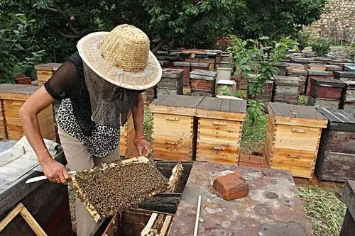 自己家樓上適合養蜂嗎