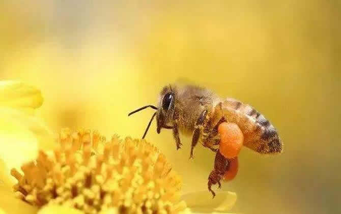 蜜蜂養殖技術