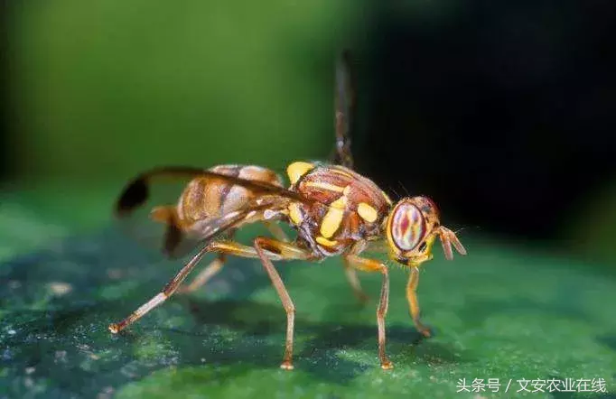 常見農業昆蟲分類有哪些（農業昆蟲的種類介紹）