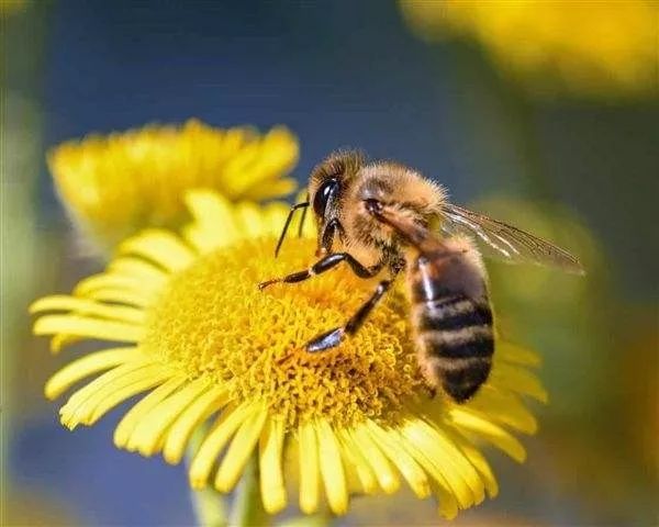 如何申請蜜蜂種蜂場保護區（中華蜂保護基地如何申請）