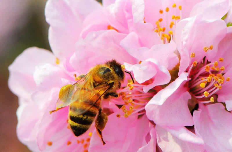 一箱蜜蜂兩個(gè)蜂王可以嗎？