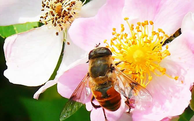 蜜蜂養殖