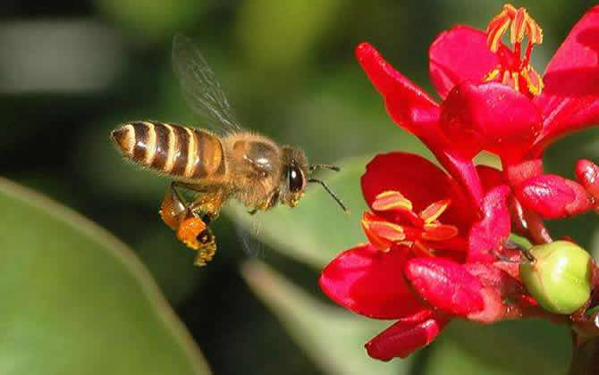 蜜蜂養殖