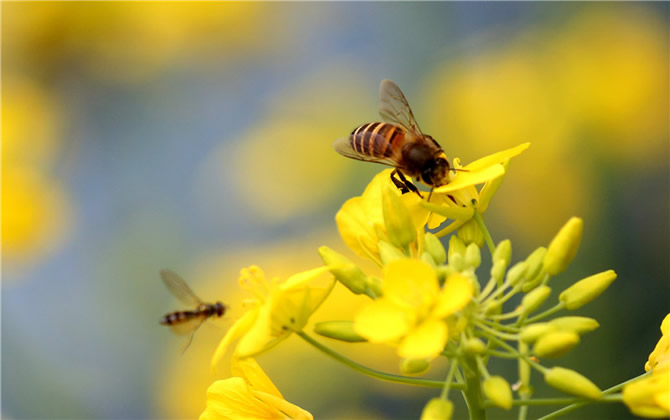 油菜花蜂蜜是什么顏色