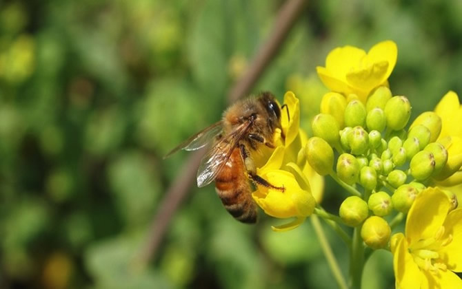 油菜花蜂蜜是什么顏色