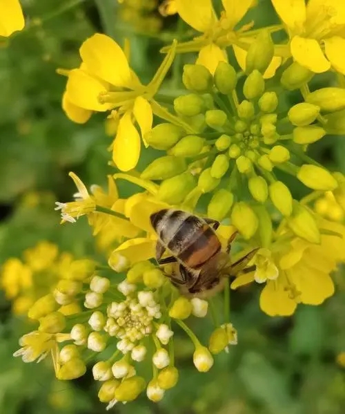 什么天氣取蜂蜜好