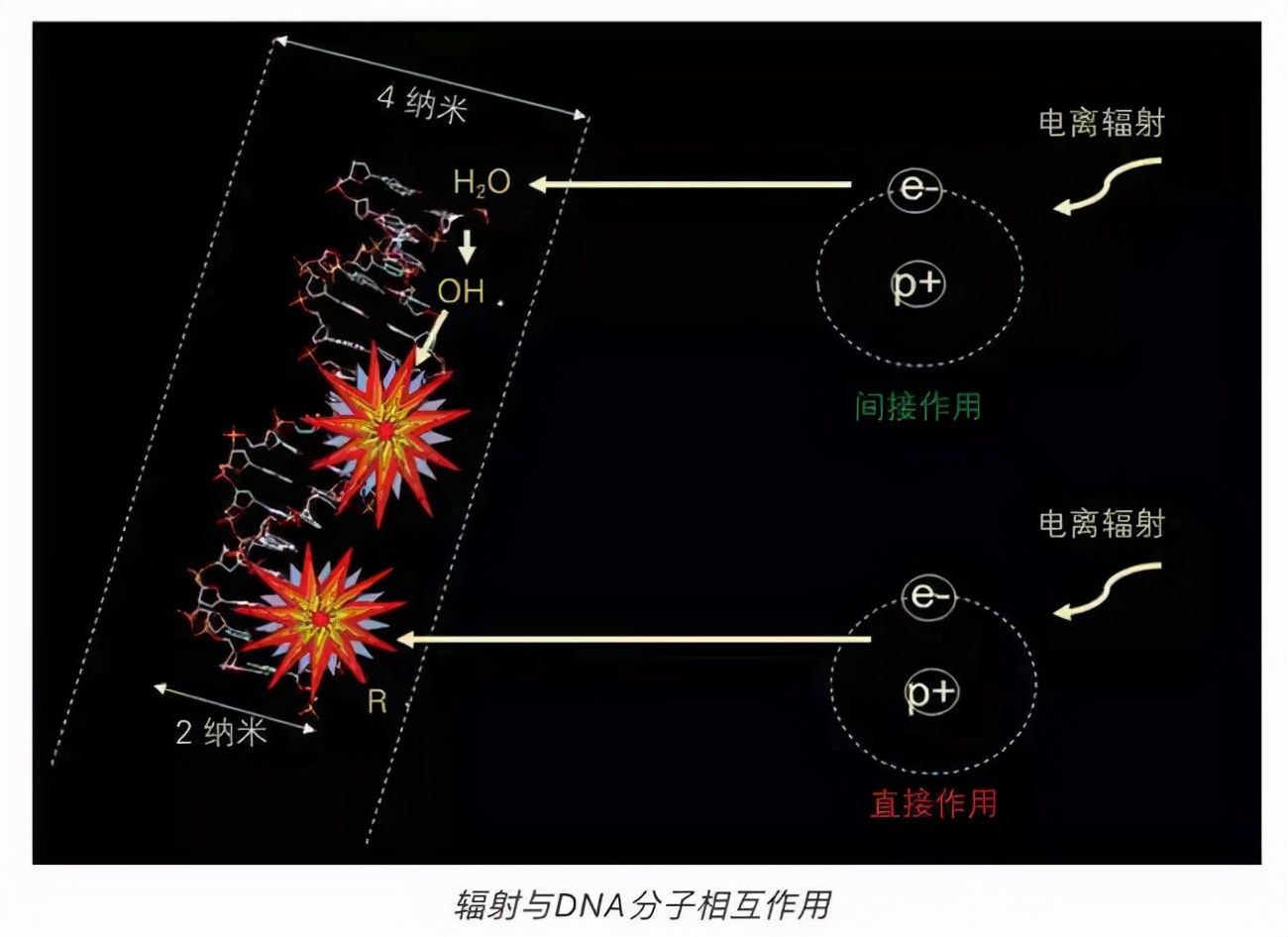 神舟十二號平安歸來！著陸出艙后，3名航天員為啥要躺在椅子上？