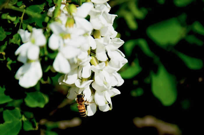 一箱意蜂洋槐花期能產多少蜜？