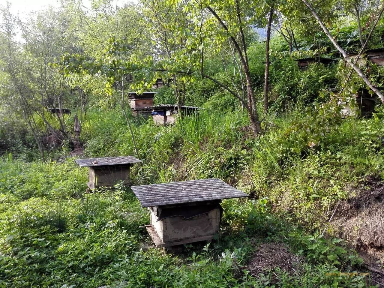 蜜蜂養殖新技術