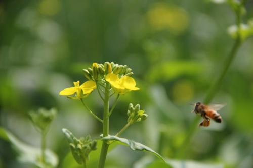 誘蜂箱能誘到幾公里的蜜蜂（誘蜂箱誘蜂絕巧）