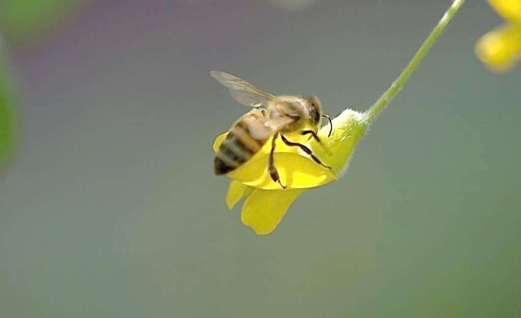 野蜜蜂怎么養它不會走？