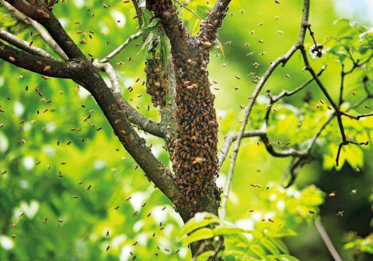 野蜜蜂怎么養它不會走？