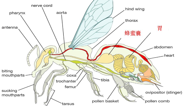 蜂蜜是蜜蜂吐出來還是拉出來的（蜜蜂產蜜過程詳解）