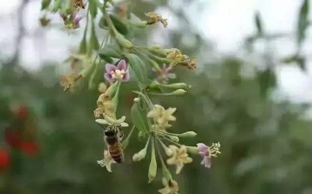 蜜蜂巢蟲如何防治