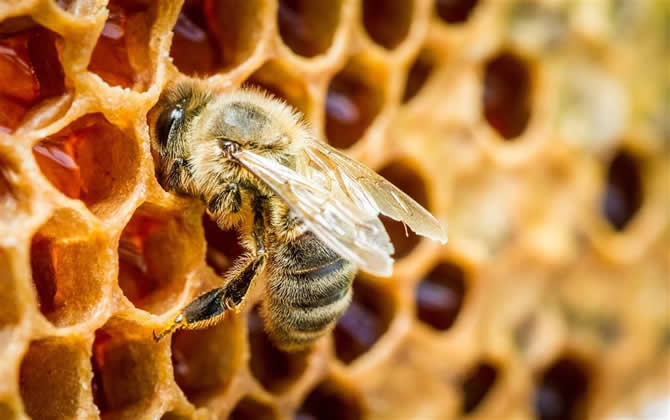 蜂蜜怎樣釀造出來的