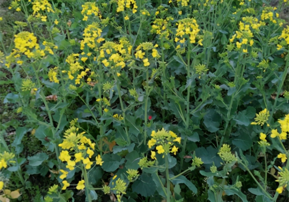 廣西油菜花什么時候開花（廣西油菜花開花時間）