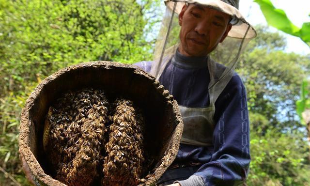 胡蜂養(yǎng)殖大棚怎樣建才好用（一種組合式胡蜂養(yǎng)殖大棚的制作方法）