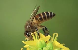 意蜂場旁怎么誘蜂（誘蜂箱誘蜂絕巧）