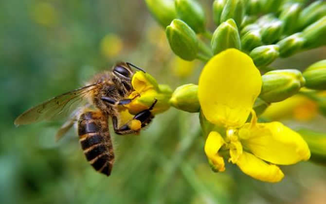 一個蜂群一個月能產多少蜂蜜（蜜蜂多少天能產一批蜜）