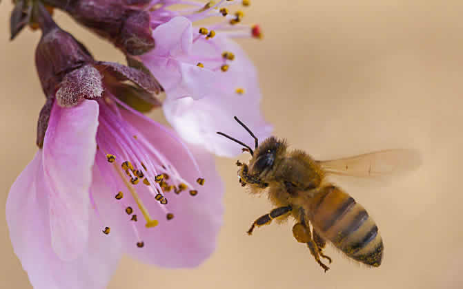 蜜蜂養殖