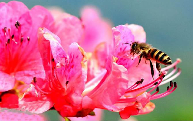 蜜蜂養殖