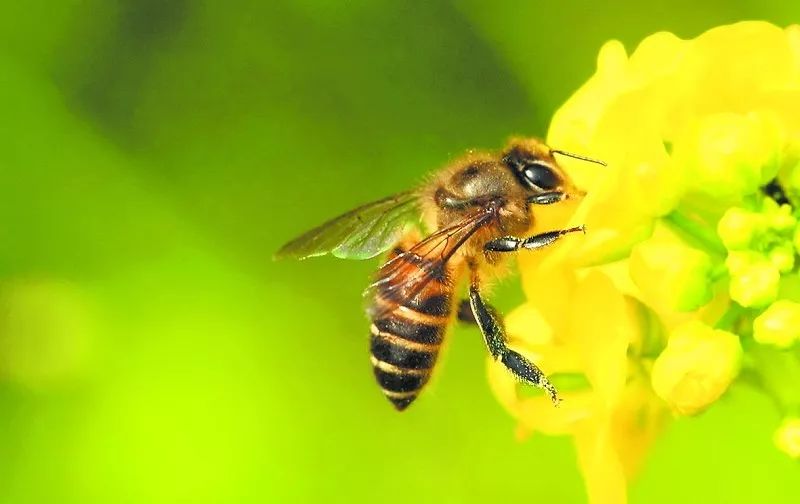 蜂王死了蜜蜂會報仇嗎（打死蜂王后蜜蜂會報仇嗎）